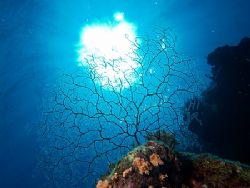 Taken at Shark Observatory, Ras Mohamed Park with E300. by Nikki Van Veelen 